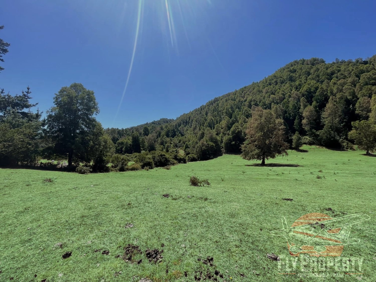 Terreno de 8,2 Hectáreas en Chesque, Villarrica | Bosque Nativo y Áreas Planas